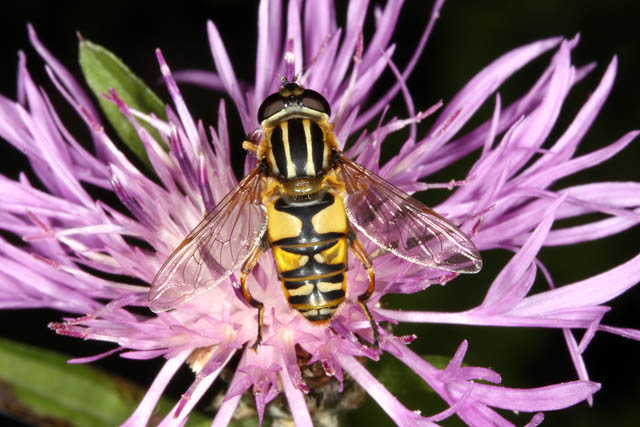 Helophilus pendulus - Copyright Denis Bourgeois